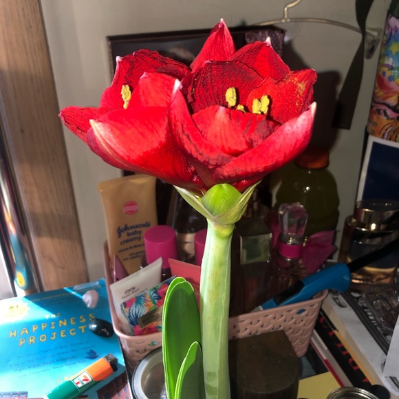 Meet your Posher, Bree - Picture 6 of 7